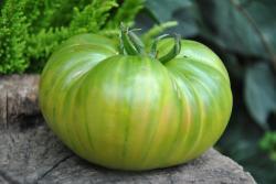 Pomidor  Boloto