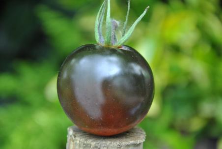 Pomidor  Blue chocolate