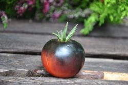 Pomidor Chesnut chocolate