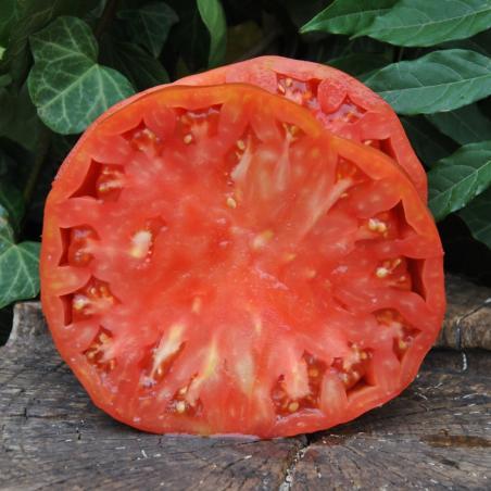 Pomidor  Goliath