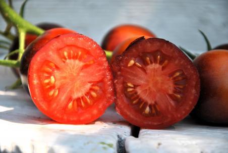 Pomidor Bosque blue red