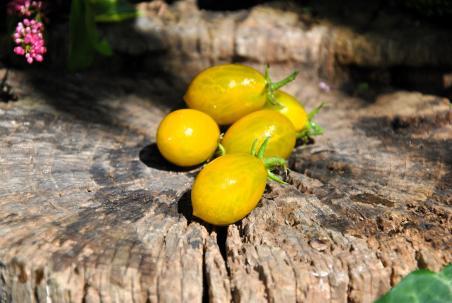 Pomidor Ambers keyes