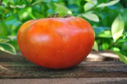 Pomidor  Italian giant