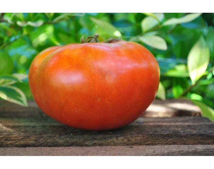 Pomidor  Italian giant