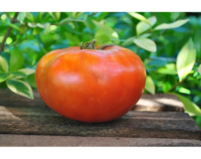 Pomidor  Italian giant
