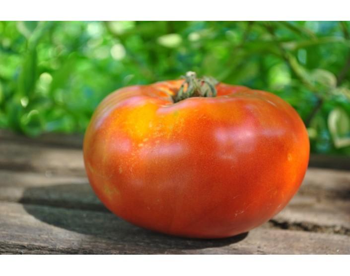 Pomidor  Italian giant