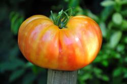 Pomidor russian swirl dwarf