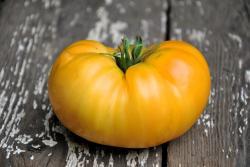 Pomidor Amana orange