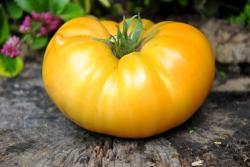Pomidor Amana orange