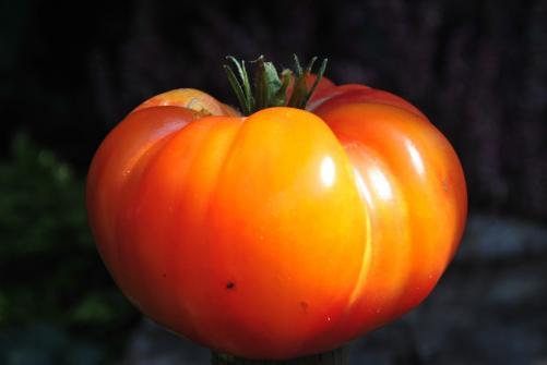Pomidor  Hawaijan pineapple