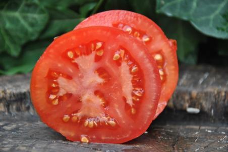 Pomidor Early wonder wczesny 55 dni