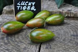Pomidor Lucky tiger