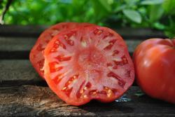 Pomidor Cleota pink