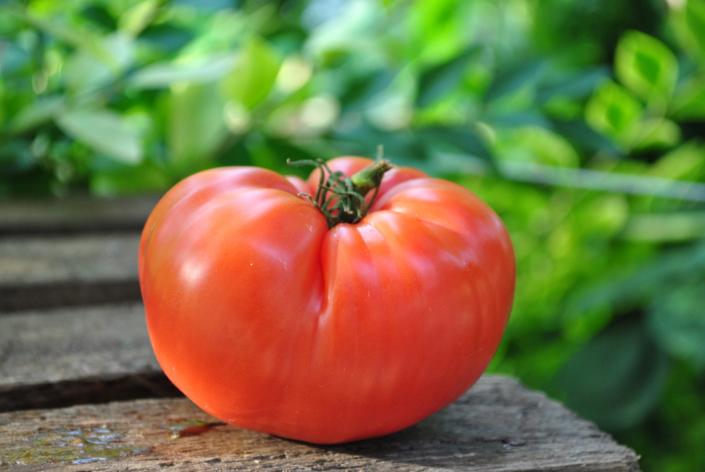 Pomidor Cleota pink