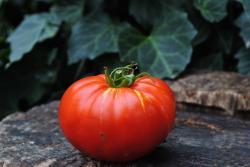 Pomidor   Peter Glazebrook