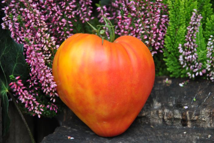 Desdemona heart Desdemona heart