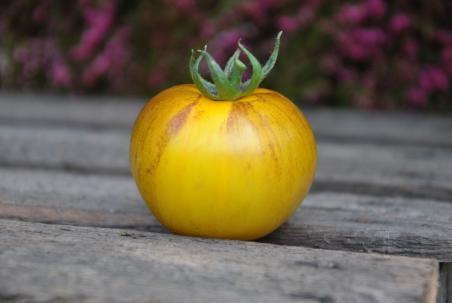 golden tiger produkt