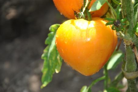 Pomidor Orange russian