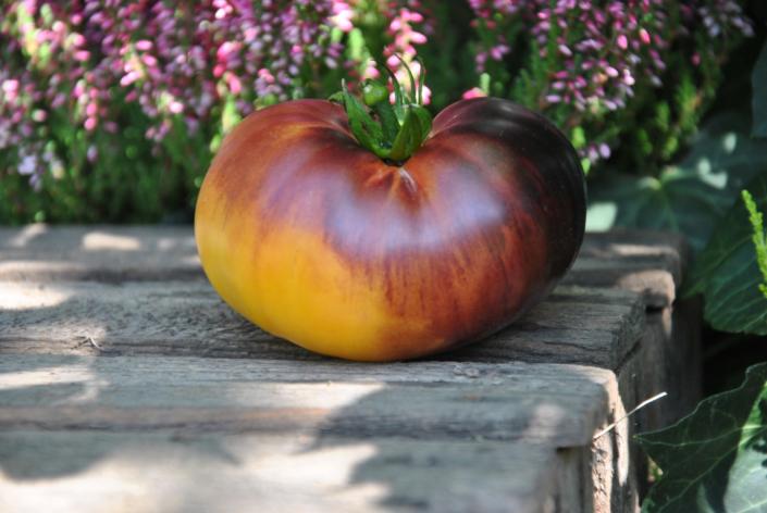 Pomidor Afternoon delight