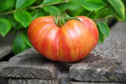 Pomidor Big cheef stripes