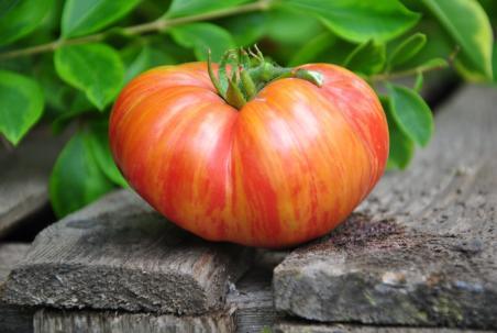 Pomidor Big cheef stripes