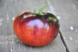 Pomidor Indigo Queen