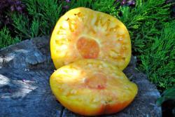 Pomidor Pineapple king