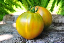 Pomidor Emerald Truffle