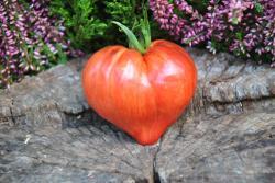Pomidor crushed heart