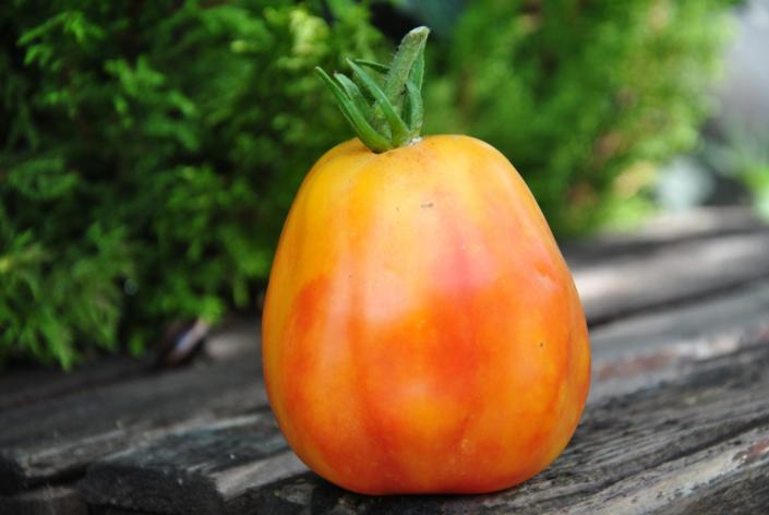 Pomidor Kalifornijski tulipan