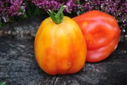 Pomidor Kalifornijski tulipan