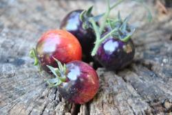 Pomidor Black strawberry