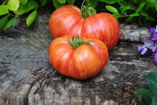 Pomidor Big cheef stripes