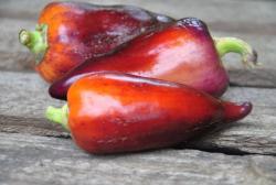 Papryka Chernyy Tyulipan