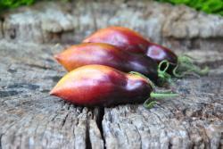 Pomidor Gourmet plum antho