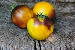 Pomidor Gondwana moon dwarf