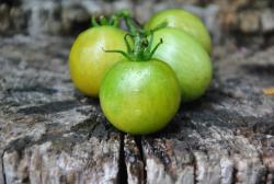 Pomidor dwarf beautiful ones