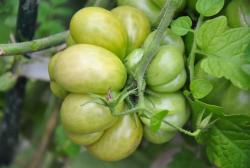 phil two tomato phil two tomato