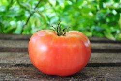 Pomidor Mexico tomato