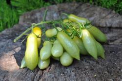 Pomidor Dancing green fingers
