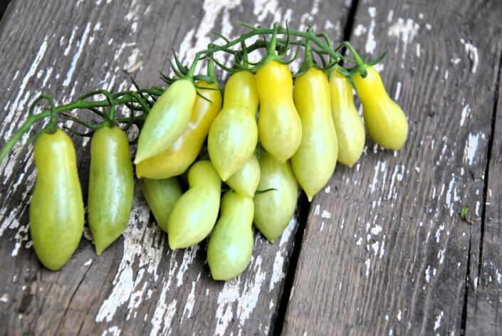 Pomidor Dancing green fingers