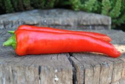 Papryka Hungarian wax