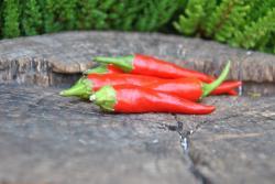 Papryka Cayenne purple