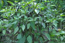 Papryka Cayenne purple