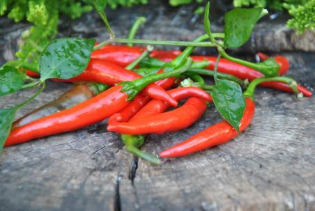 Papryka Cayenne purple