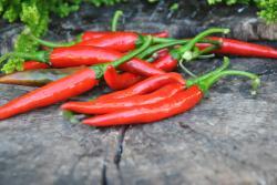 Papryka Cayenne purple