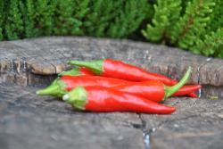Papryka Cayenne purple