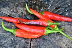 Papryka Long purple cayenne