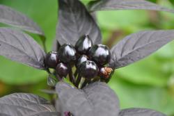 Papryka Black pearl
