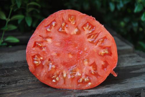 Pomidor Gregori's Altai